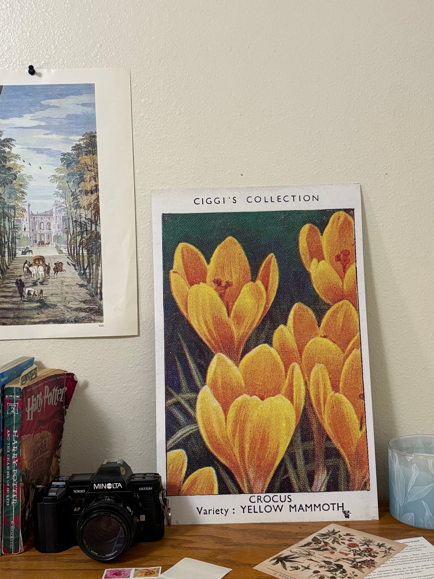 Vintage Crocus Flower Print | 1930's Cigarette Card