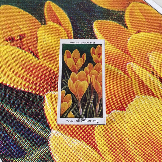 Vintage Crocus Flower Print | 1930's Cigarette Card