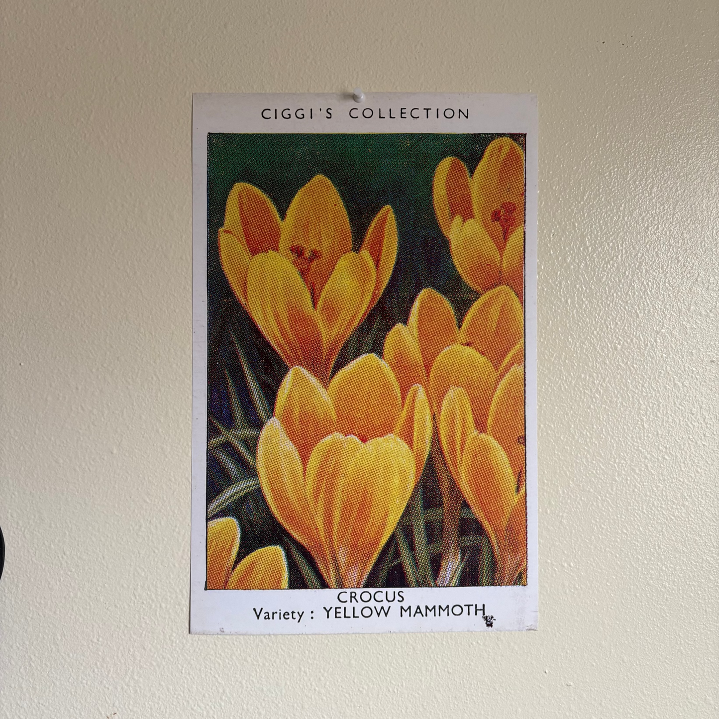 Vintage Crocus Flower Print | 1930's Cigarette Card