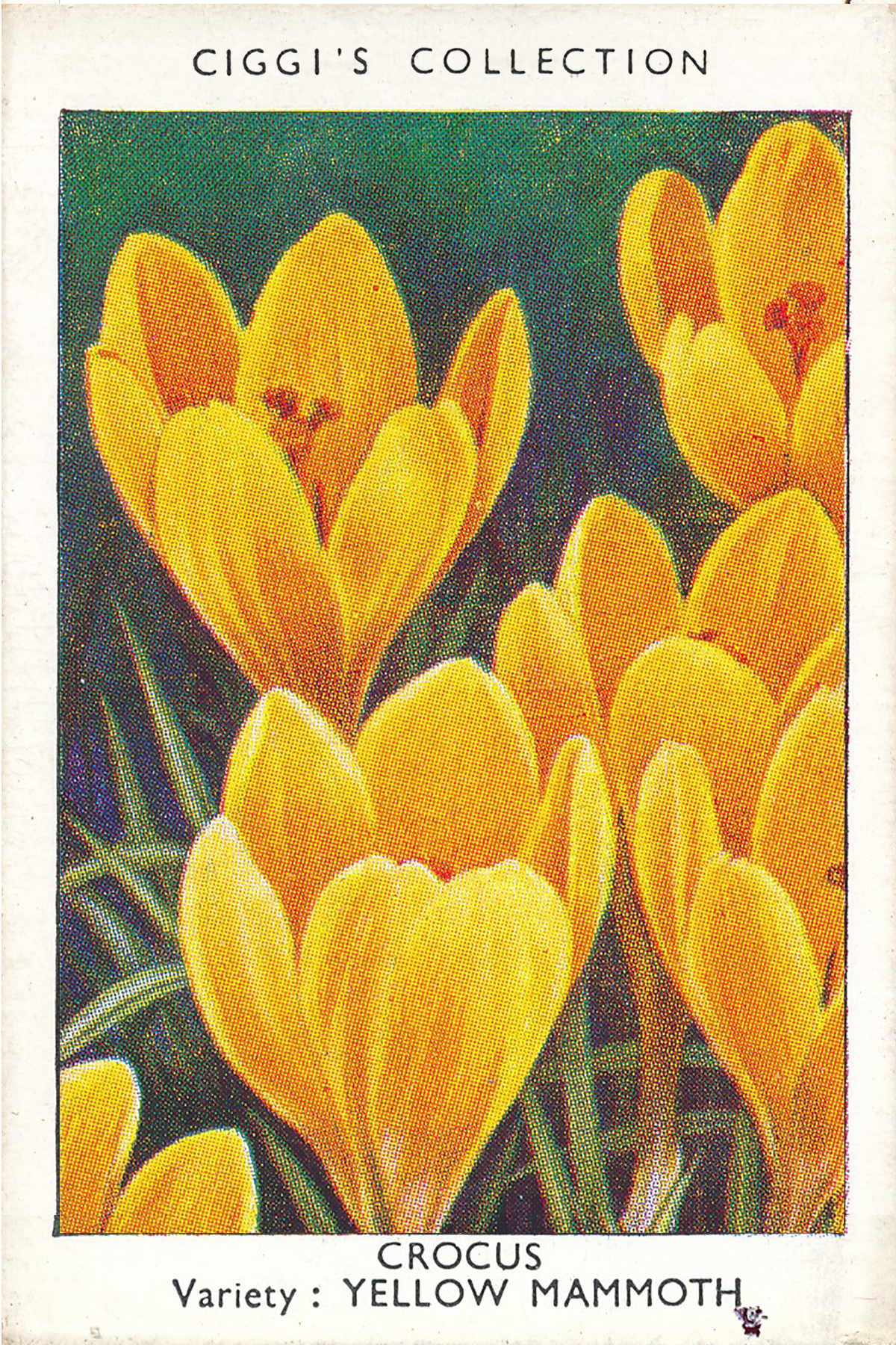 Garden Flowers Posters