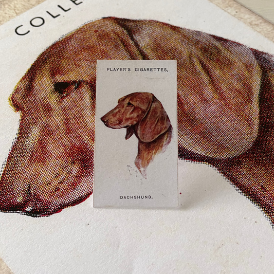 Vintage Dachshund Dog Print | 1930's Cigarette Card
