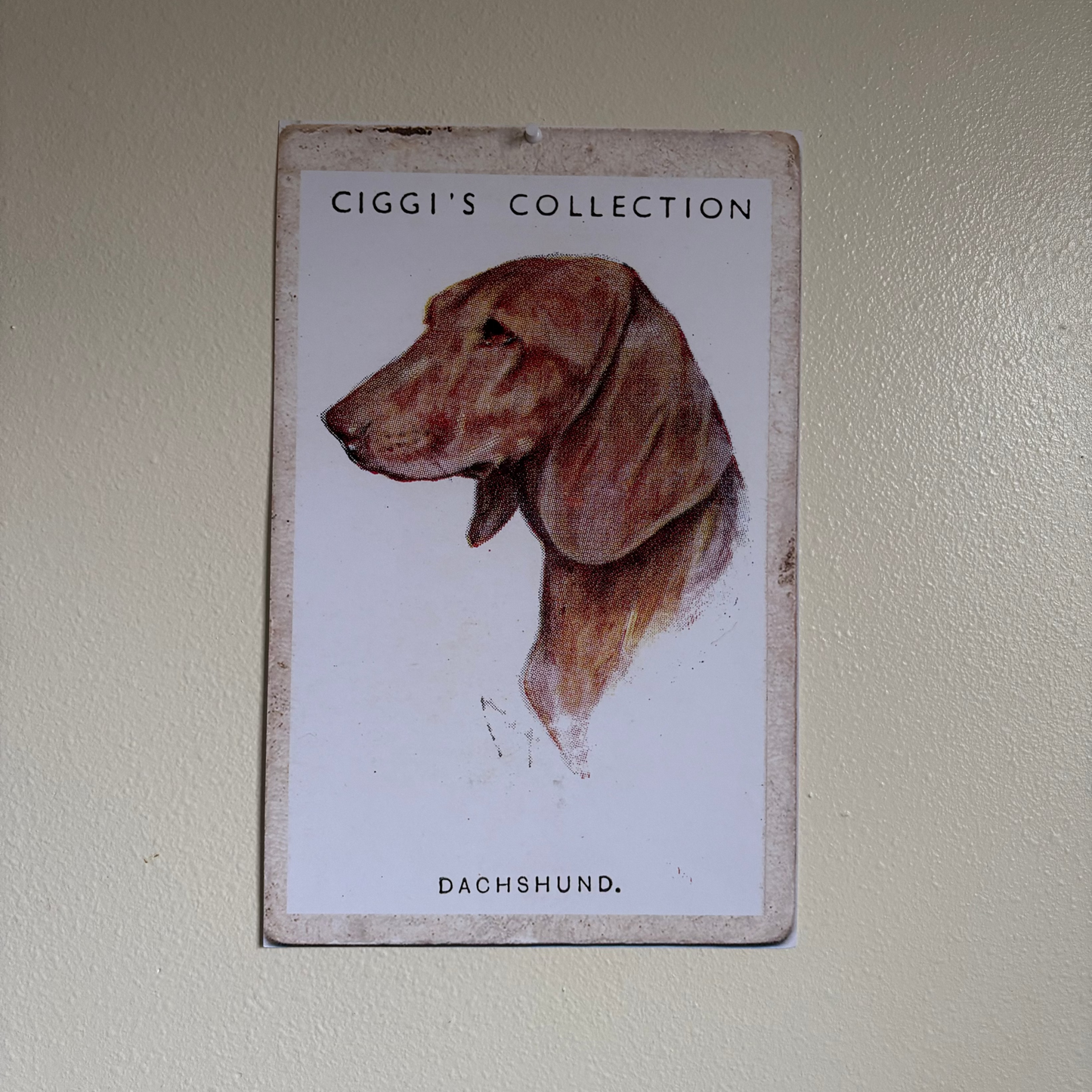 Vintage Dachshund Dog Print | 1930's Cigarette Card