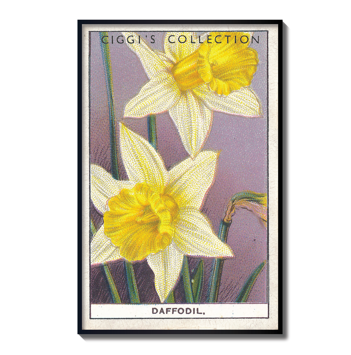Vintage Daffodil Flower Print | 1930's Cigarette Card