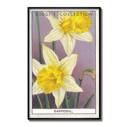 Vintage Daffodil Flower Print | 1930's Cigarette Card