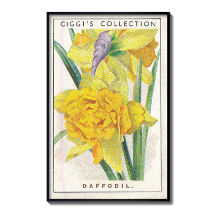 Vintage Daffodil Flower Print | 1930's Cigarette Card