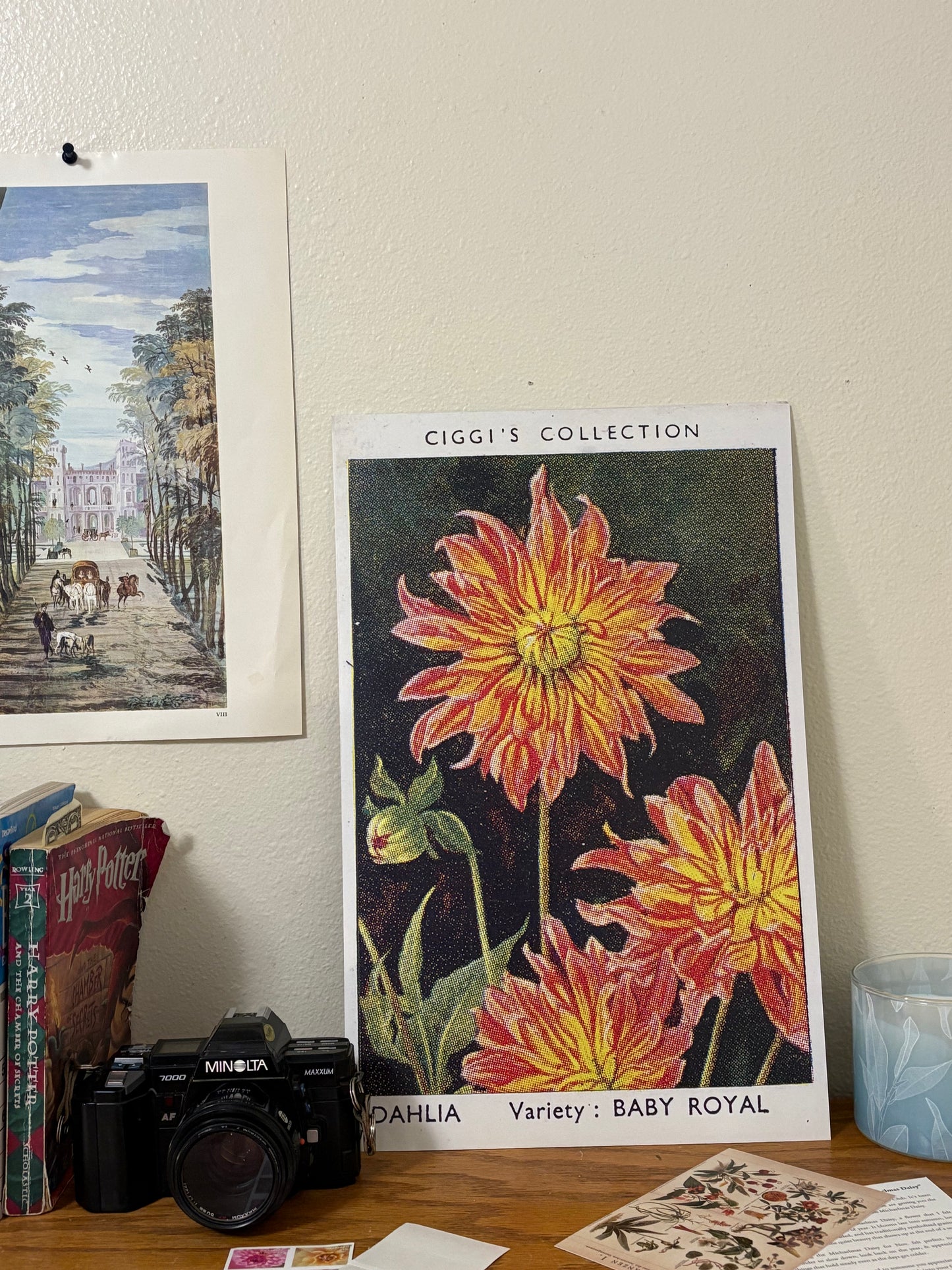 Vintage Dahlia Flower Print | 1930's Cigarette Card