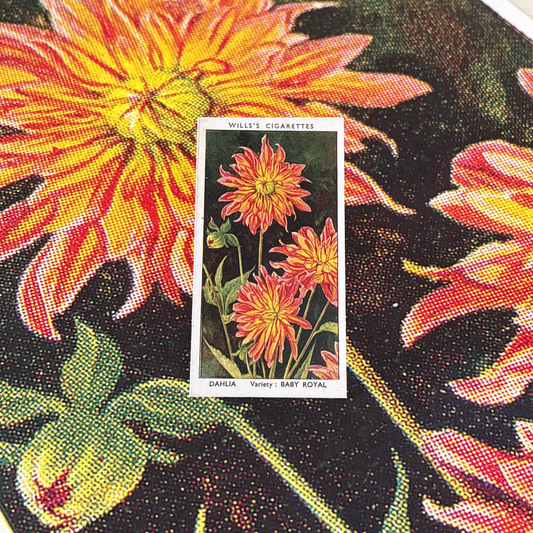 Vintage Dahlia Flower Print | 1930's Cigarette Card