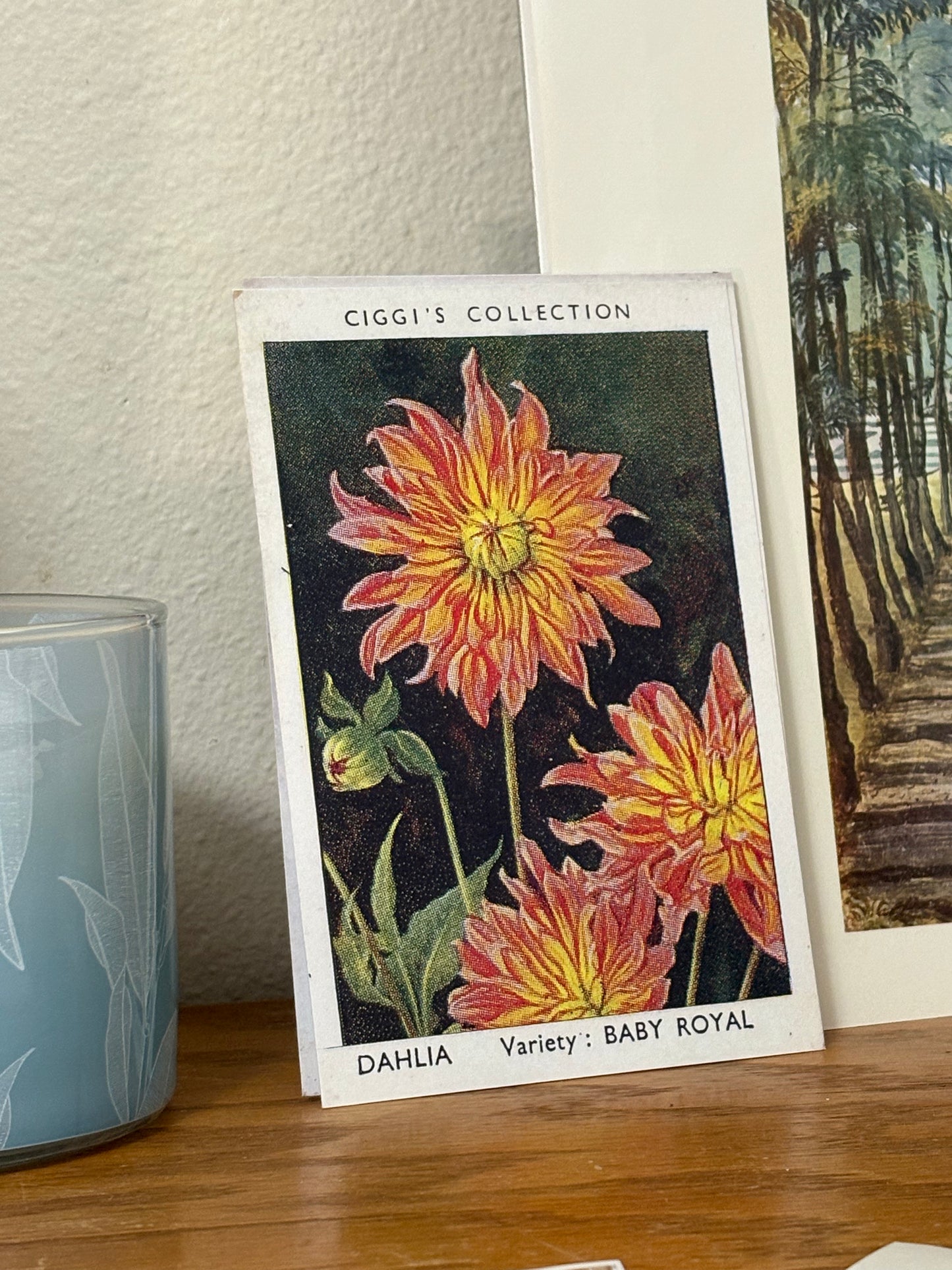 Vintage Dahlia Flower Print | 1930's Cigarette Card
