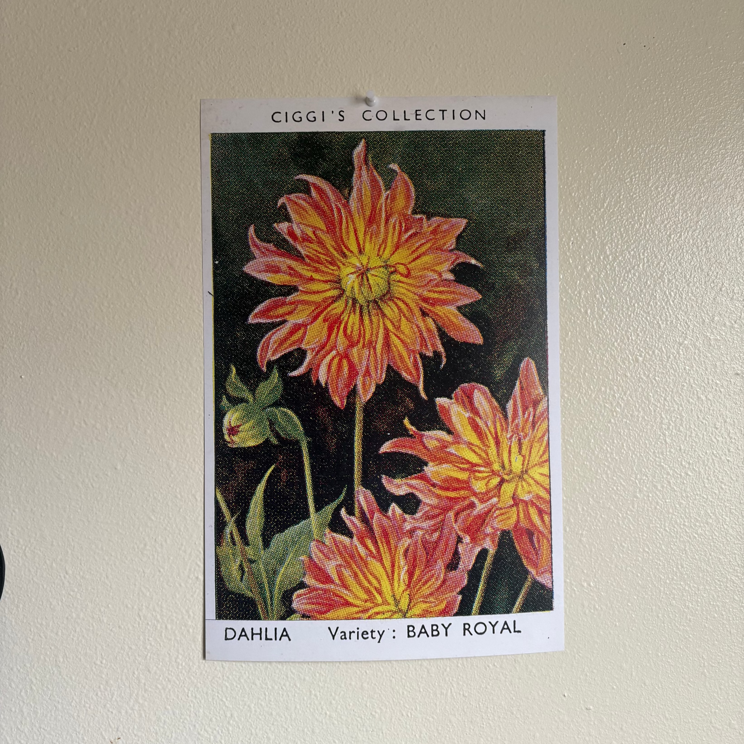 Vintage Dahlia Flower Print | 1930's Cigarette Card