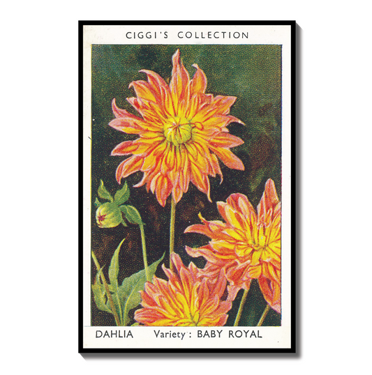 Vintage Dahlia Flower Print | 1930's Cigarette Card