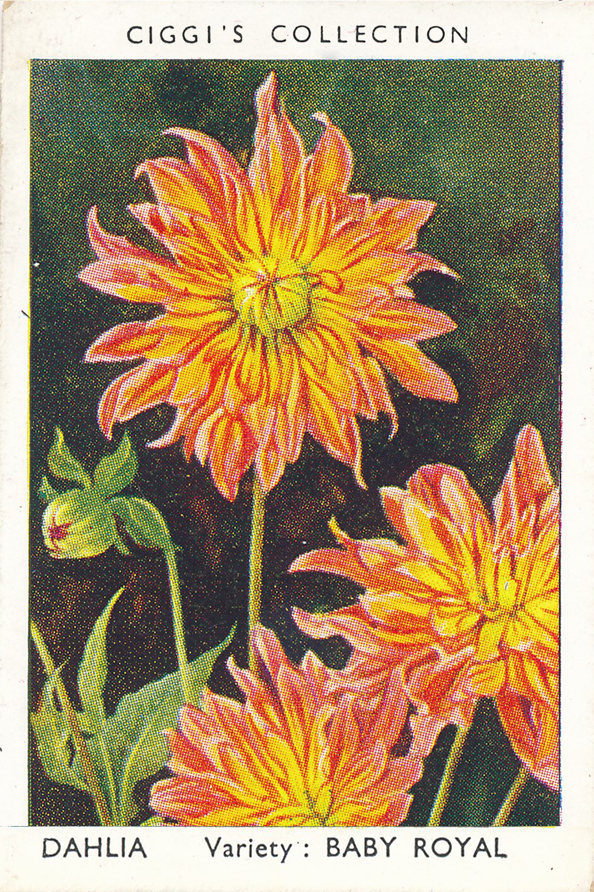 Garden Flowers Posters