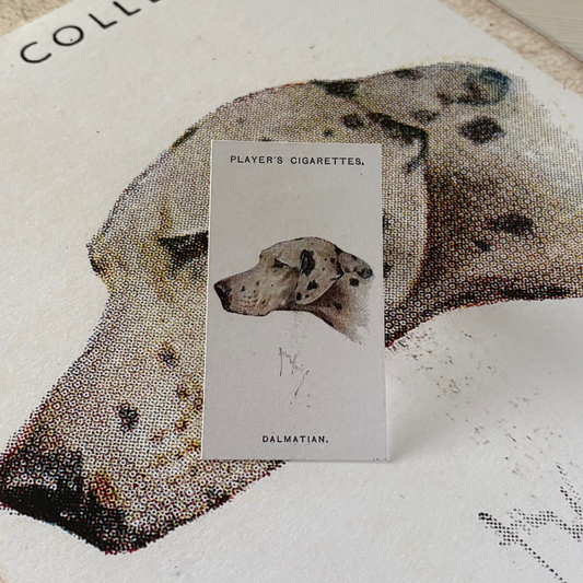 Vintage Dalmatian Dog Print | 1930's Cigarette Card