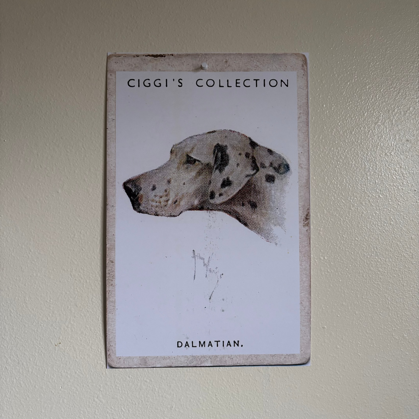 Vintage Dalmatian Dog Print | 1930's Cigarette Card