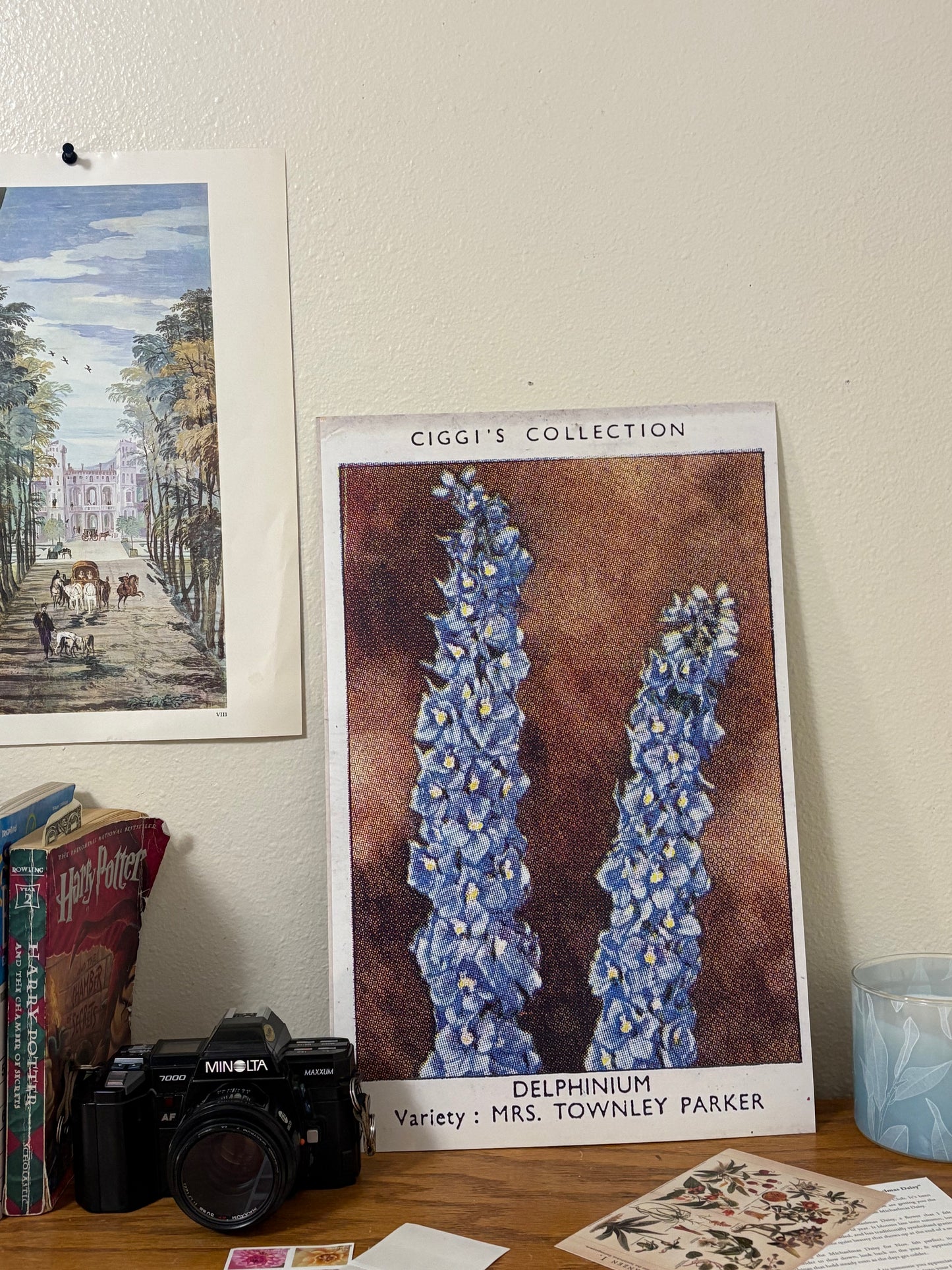 Vintage Delphinium Flower Print | 1930's Cigarette Card