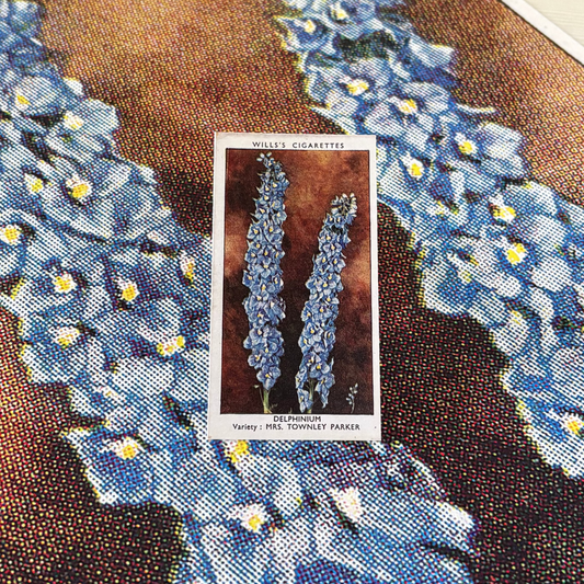 Vintage Delphinium Flower Print | 1930's Cigarette Card
