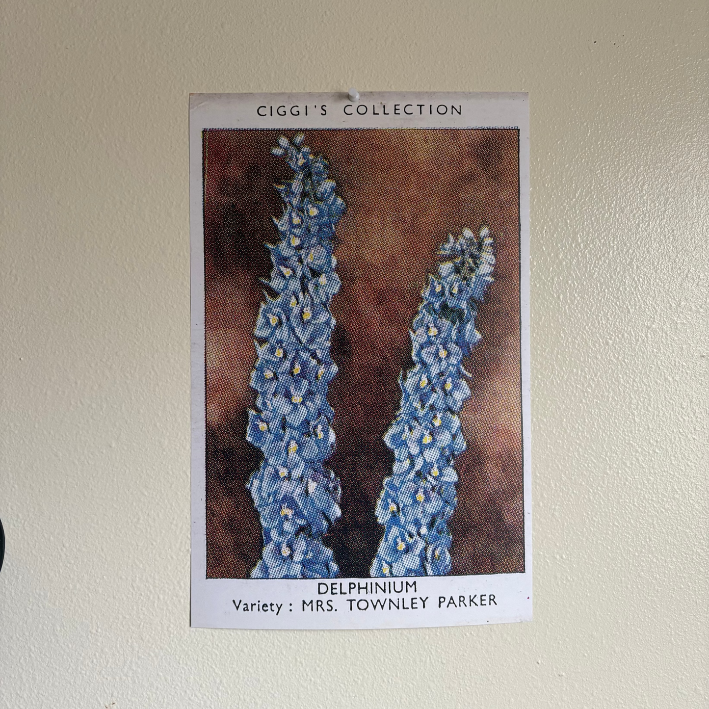 Vintage Delphinium Flower Print | 1930's Cigarette Card