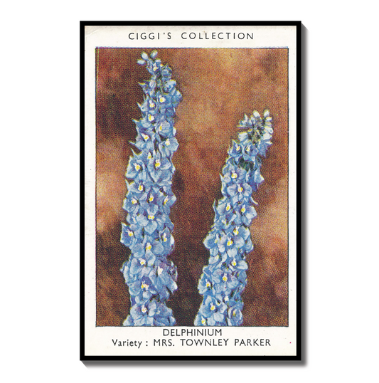 Vintage Delphinium Flower Print | 1930's Cigarette Card