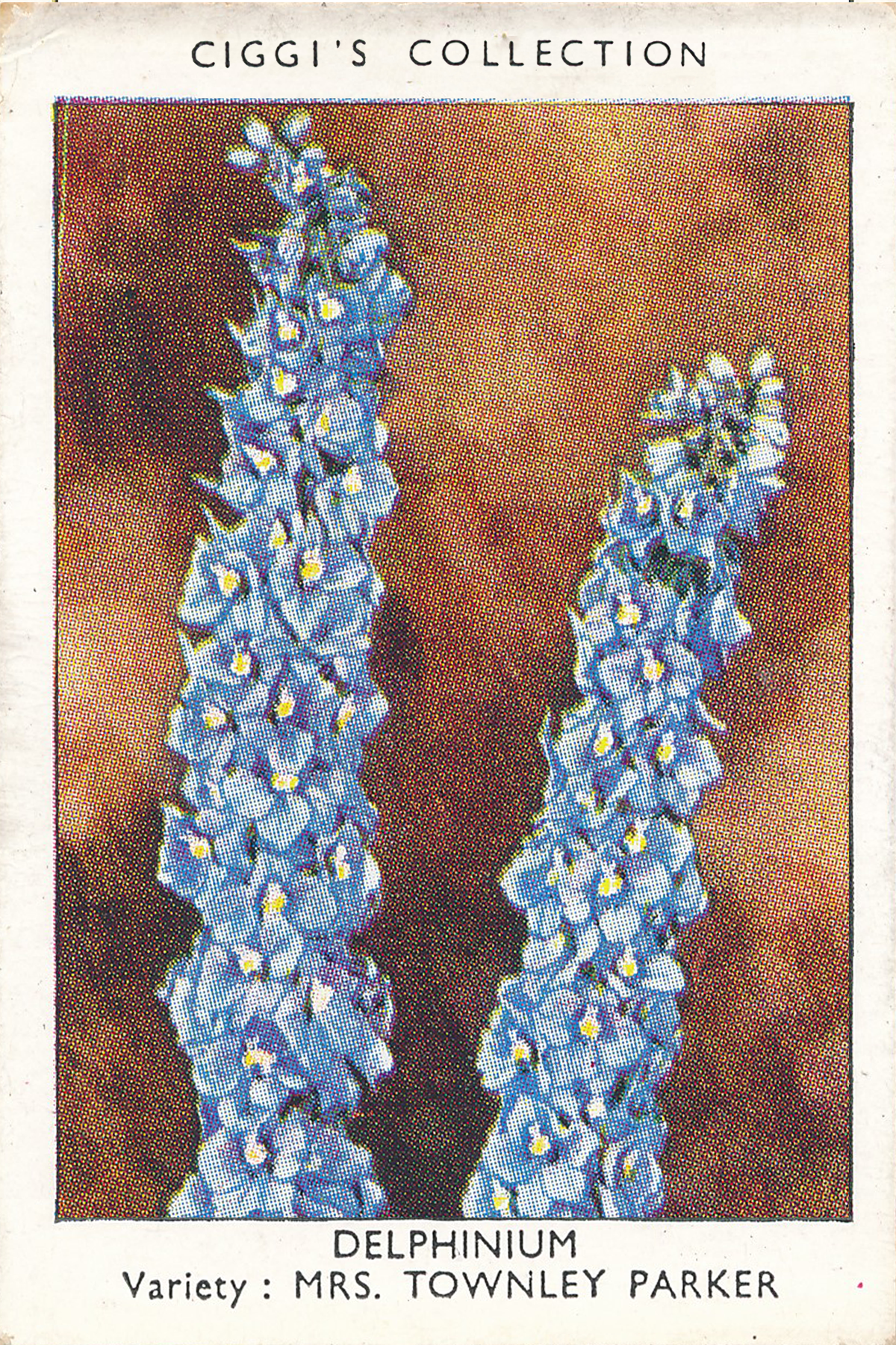 Garden Flowers Posters