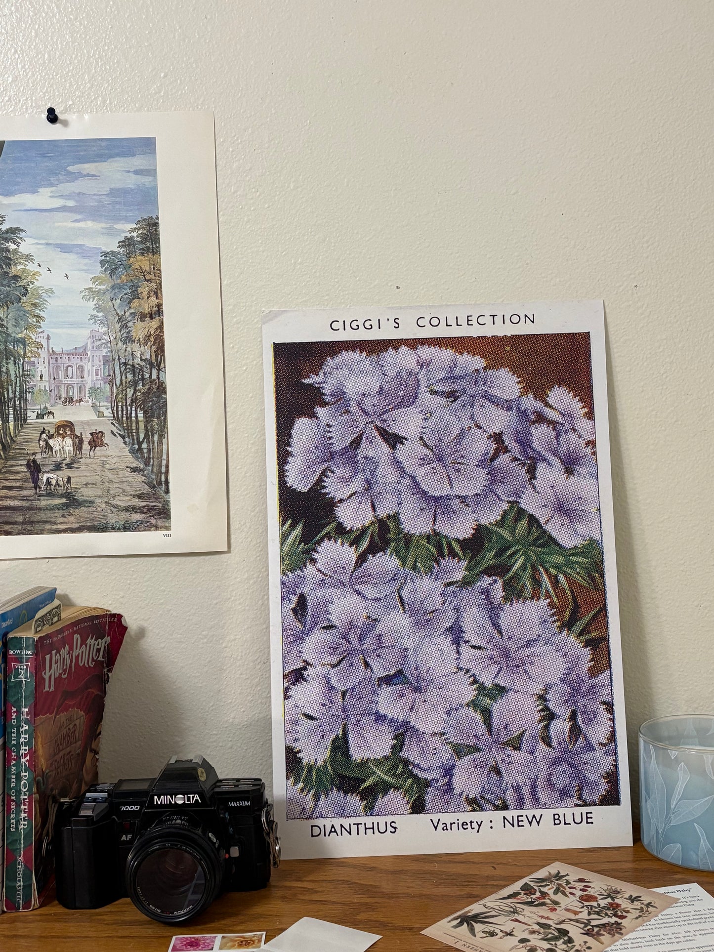 Vintage Dianthus Flower Print | 1930s Cigarette Card Art