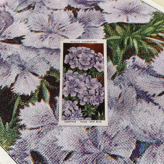 Vintage Dianthus Flower Print | 1930s Cigarette Card Art