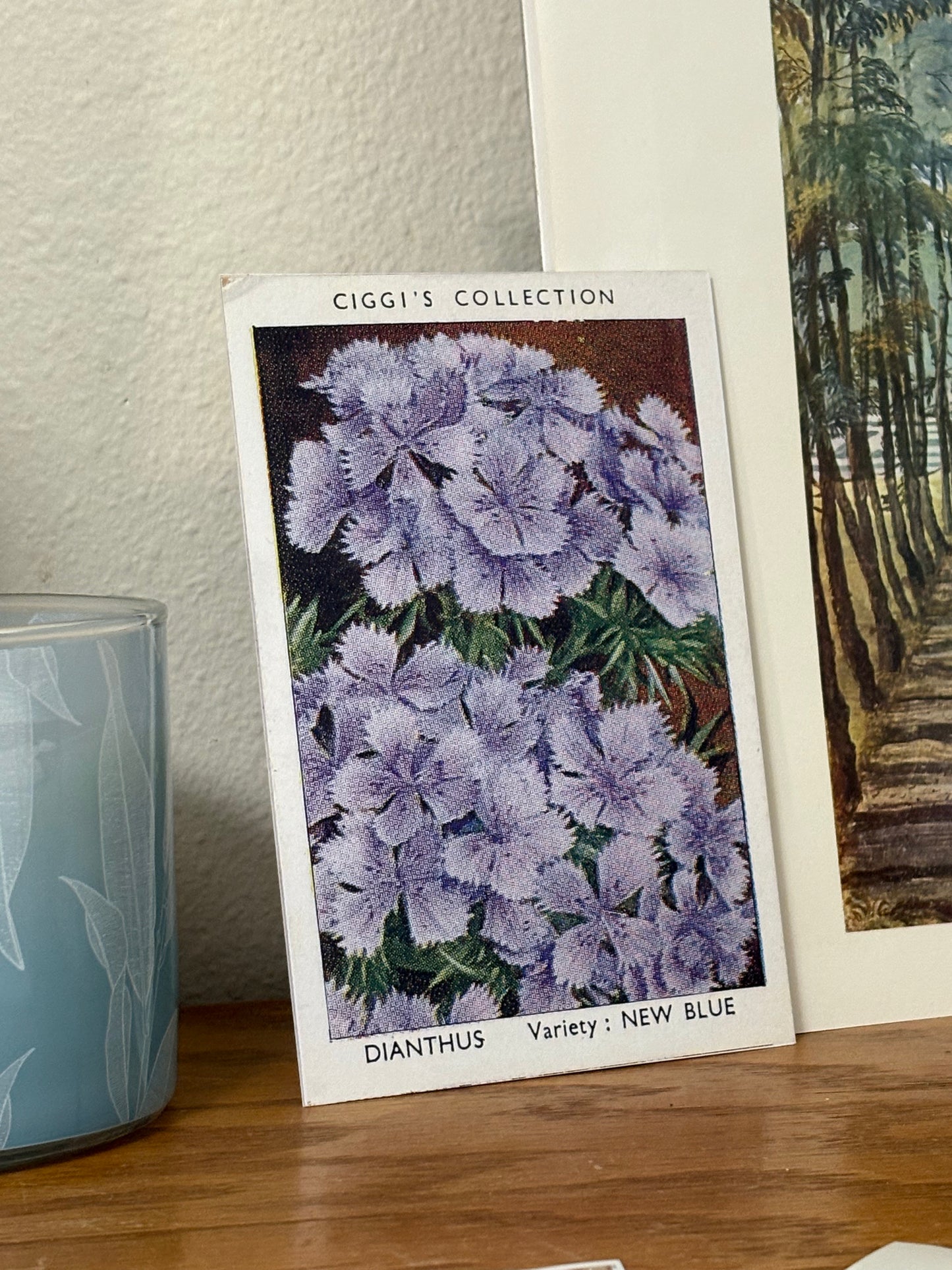 Vintage Dianthus Flower Print | 1930s Cigarette Card Art