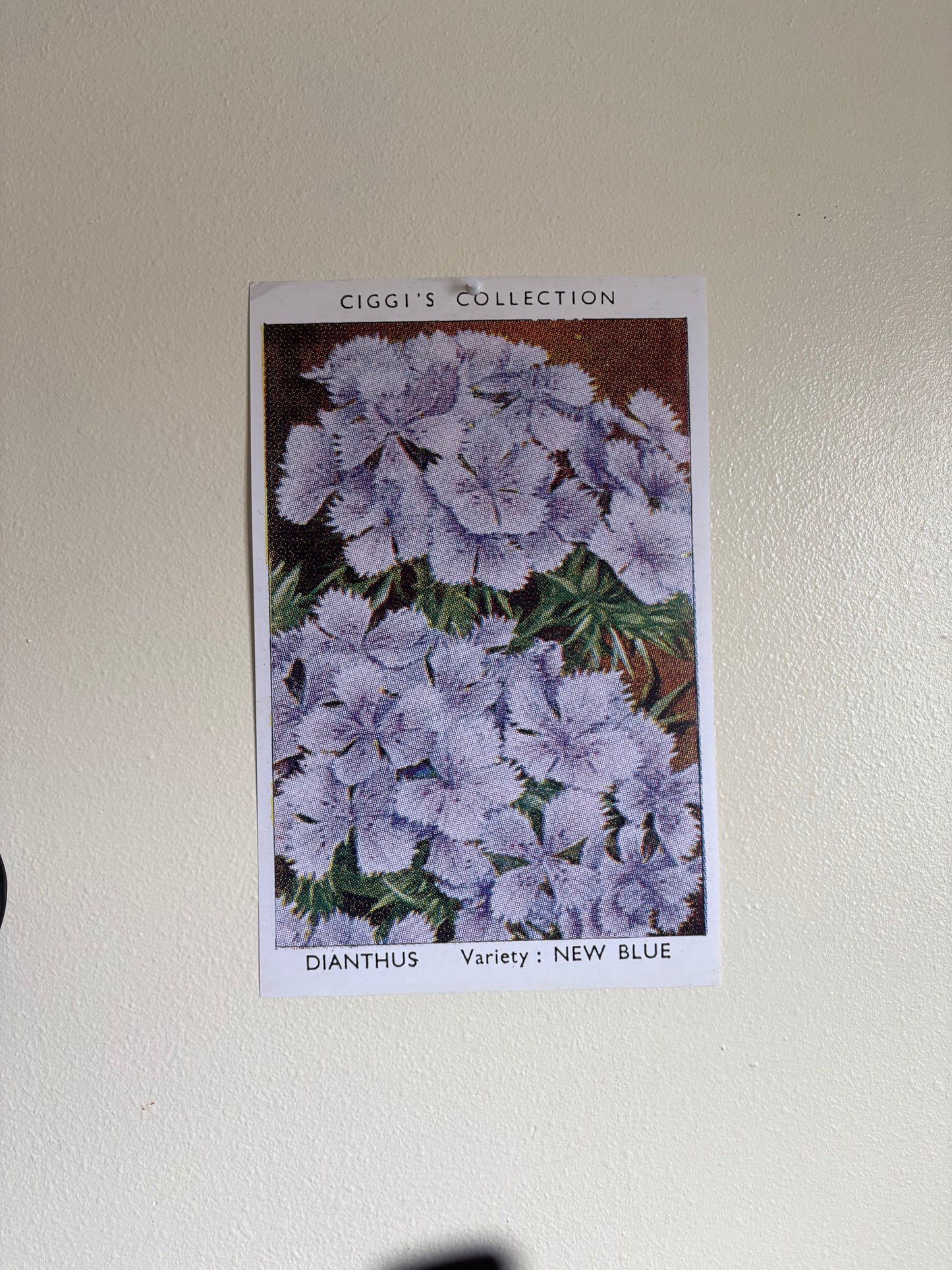 Vintage Dianthus Flower Print | 1930s Cigarette Card Art