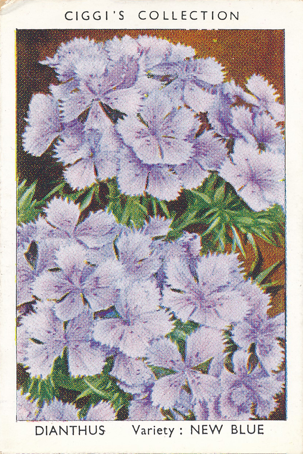 Garden Flowers Posters