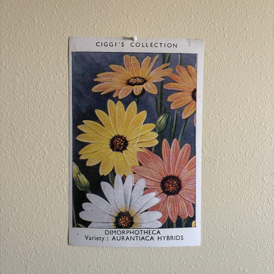 Vintage Dimorphotheca Flower Print | 1930's Cigarette Card