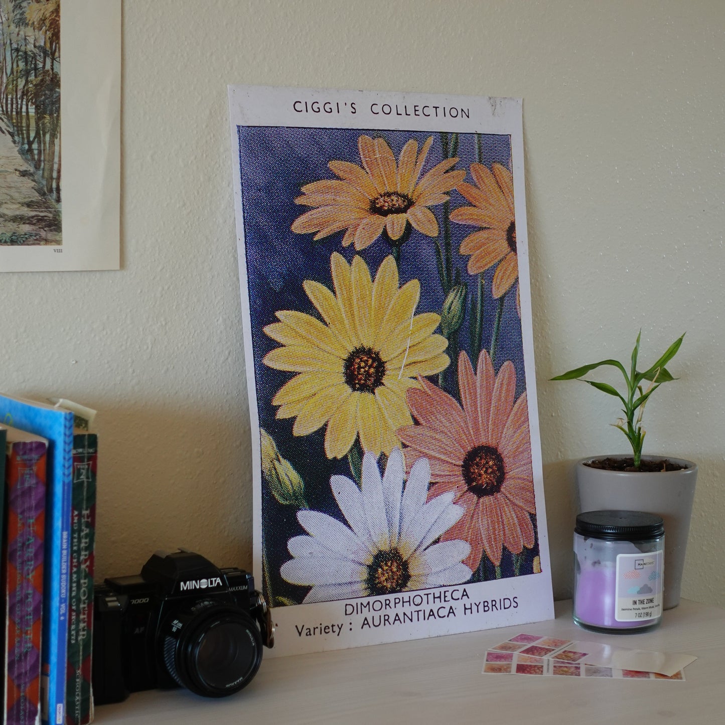 Vintage Dimorphotheca Flower Print | 1930's Cigarette Card