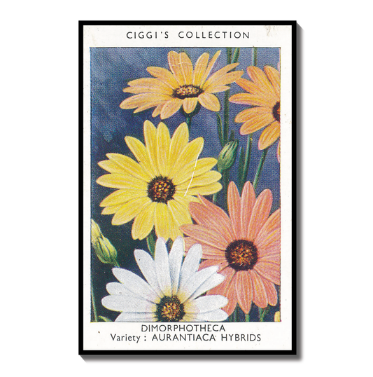 Vintage Dimorphotheca Flower Print | 1930's Cigarette Card