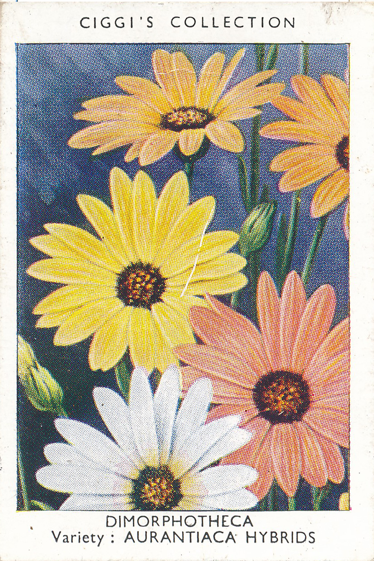 Garden Flowers Posters