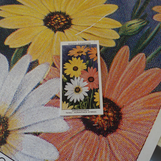 Vintage Dimorphotheca Flower Print | 1930's Cigarette Card