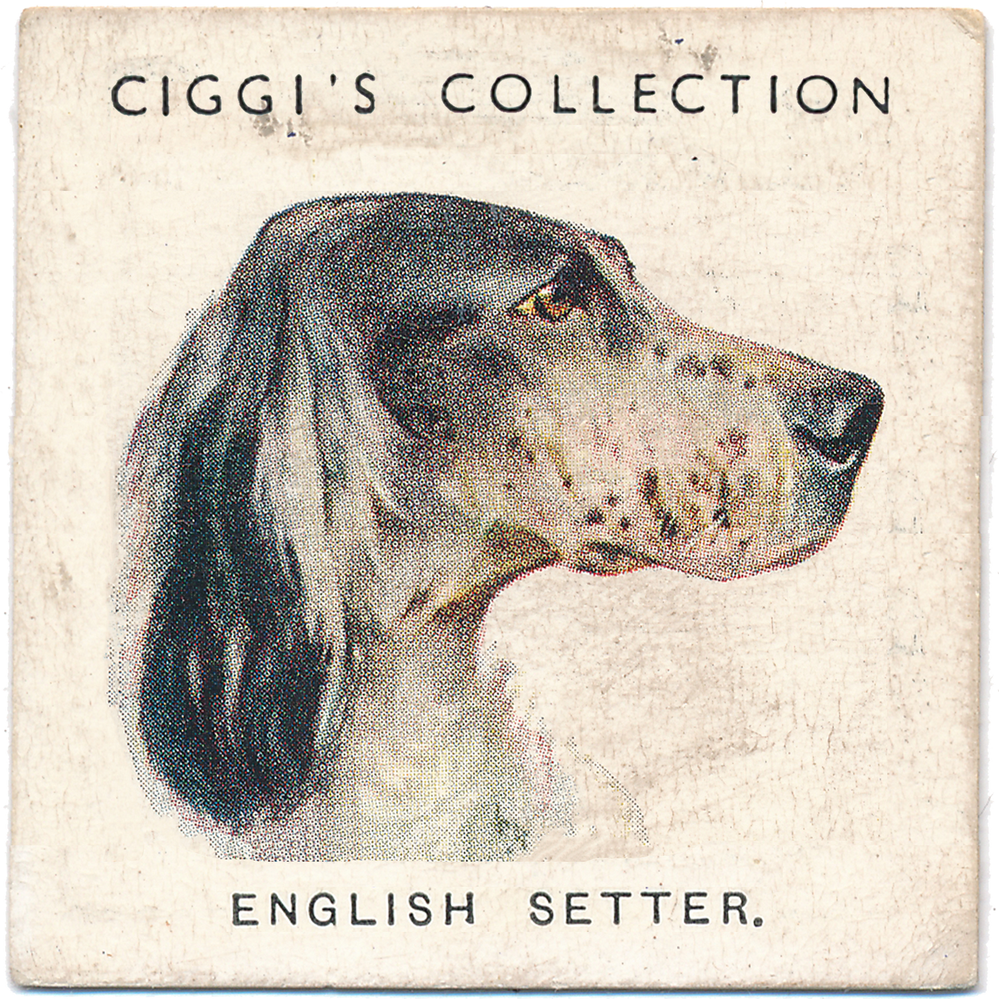 Dog Posters