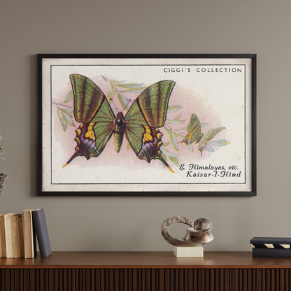 Vintage East Himalayas Butterfly Print | 1930s Cigarette Card Art