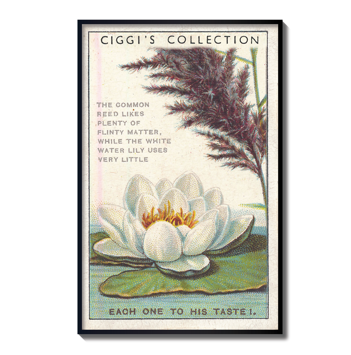 Vintage Each One Taste Flower Print | 1930's Cigarette Card