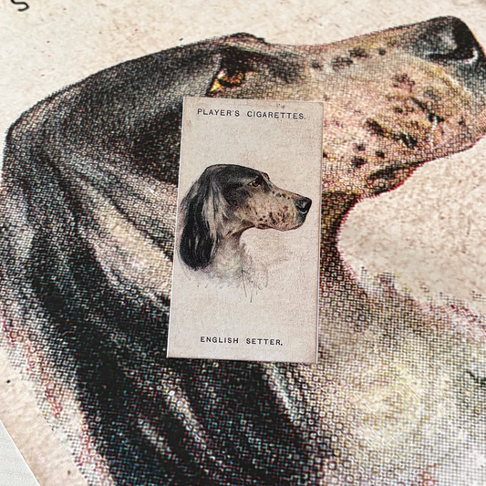 Vintage English Setter Dog Print | 1930s Cigarette Card Art