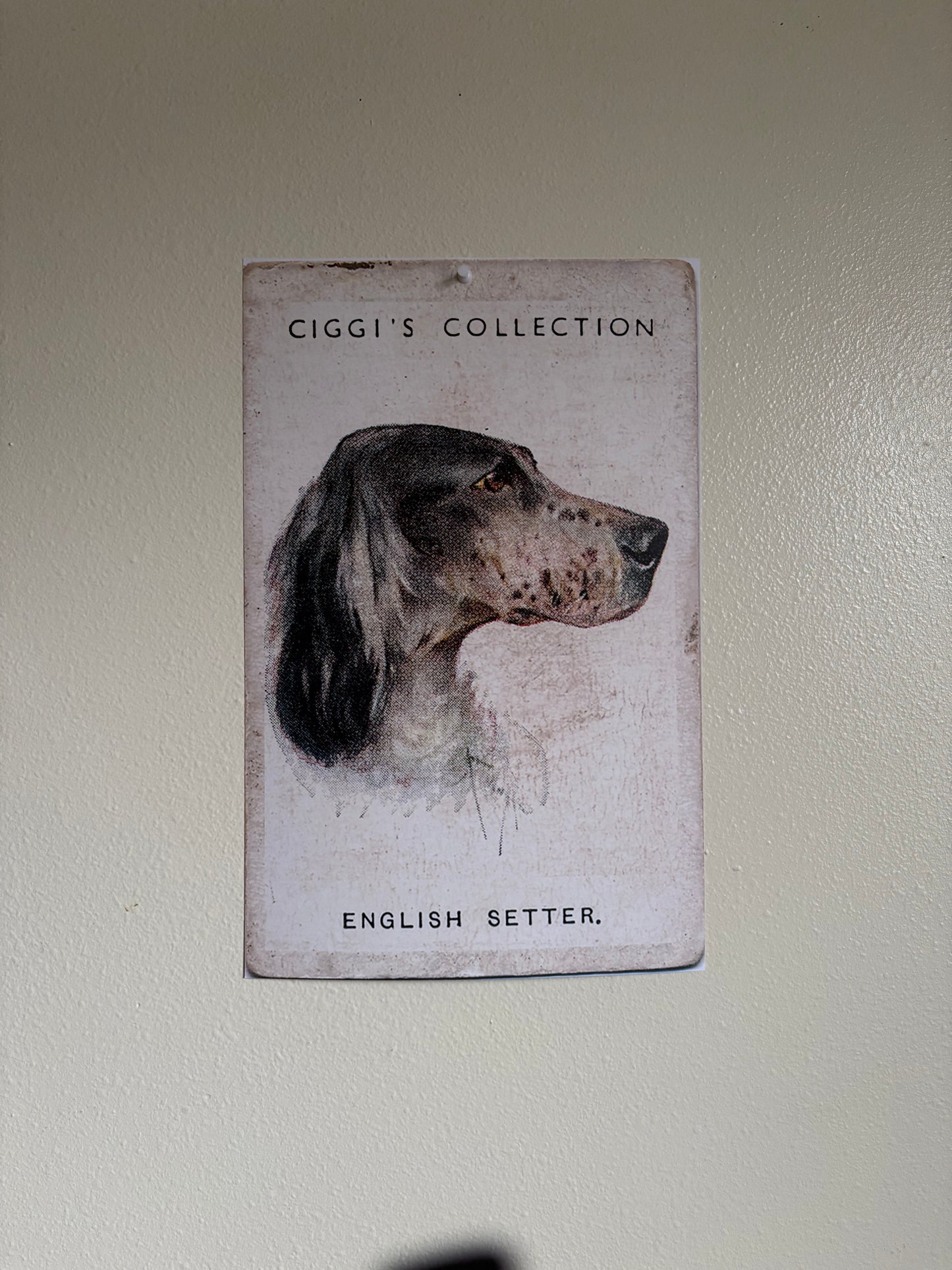 Vintage English Setter Dog Print | 1930s Cigarette Card Art