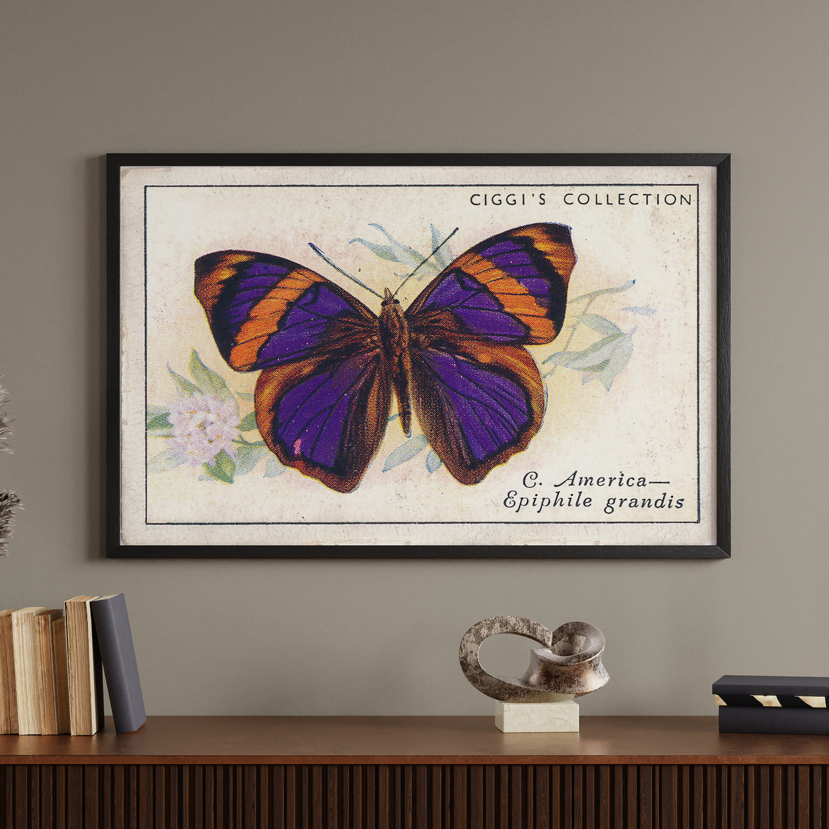 Vintage Epiphile Grandis Butterfly Print | 1930s Cigarette Card Art