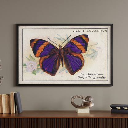 Vintage Epiphile Grandis Butterfly Print | 1930s Cigarette Card Art