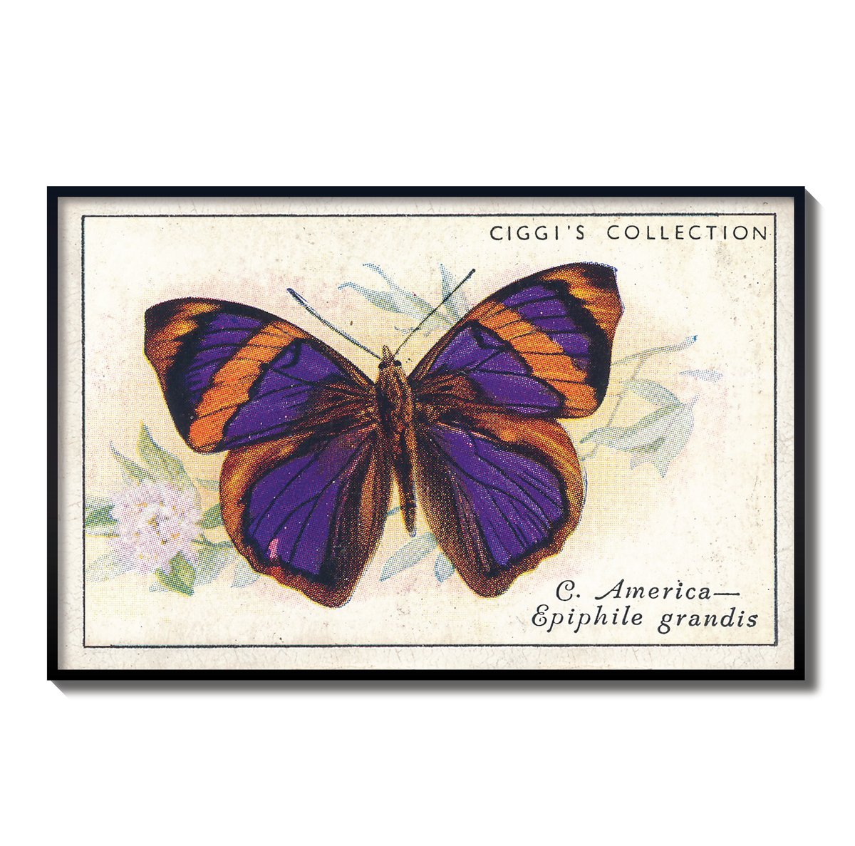 Vintage Epiphile Grandis Butterfly Print | 1930s Cigarette Card Art