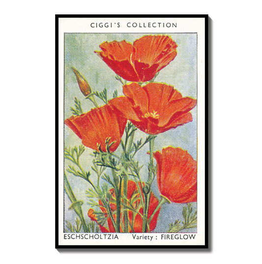 Vintage Eschscholtzia Flower Print | 1930's Cigarette Card