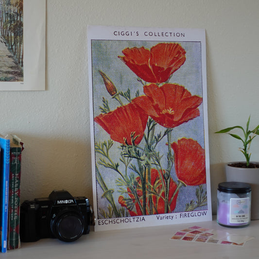 Vintage Eschscholtzia Flower Print | 1930's Cigarette Card