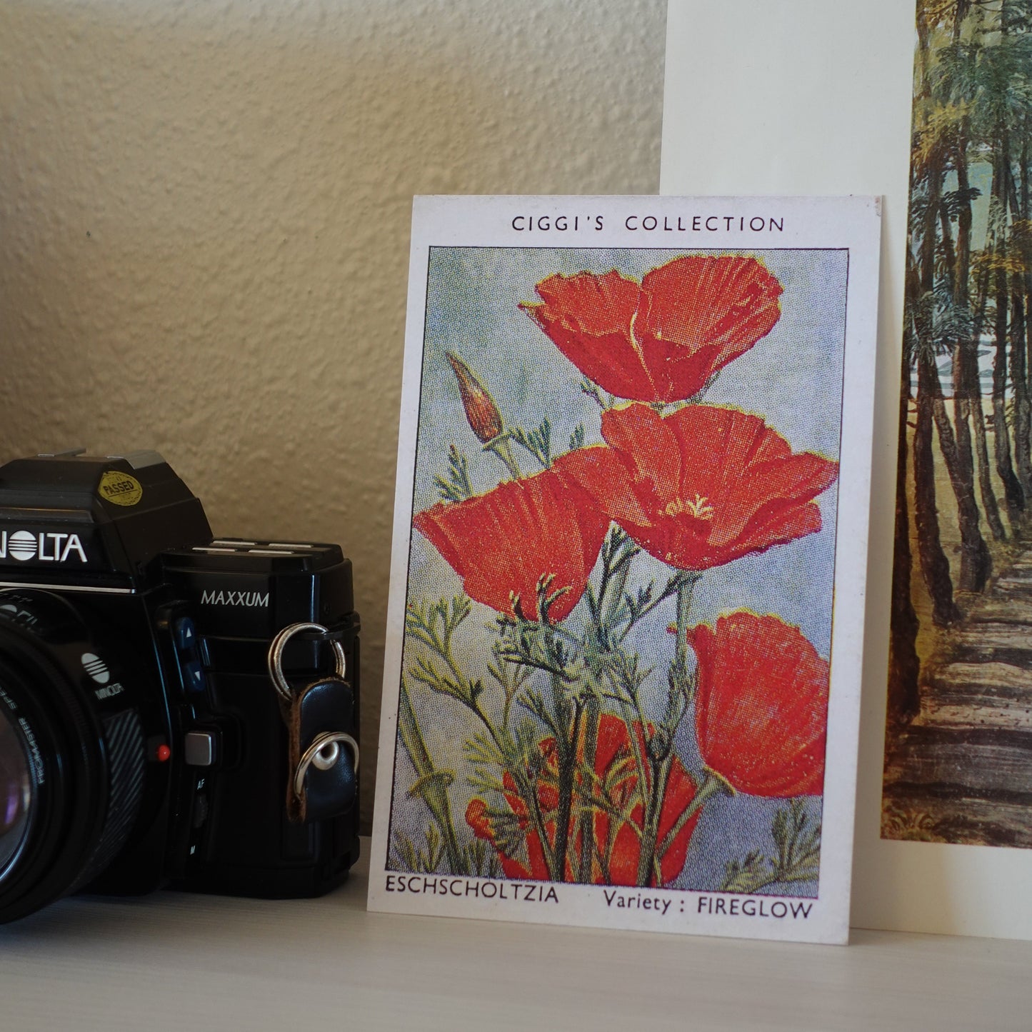 Vintage Eschscholtzia Flower Print | 1930's Cigarette Card