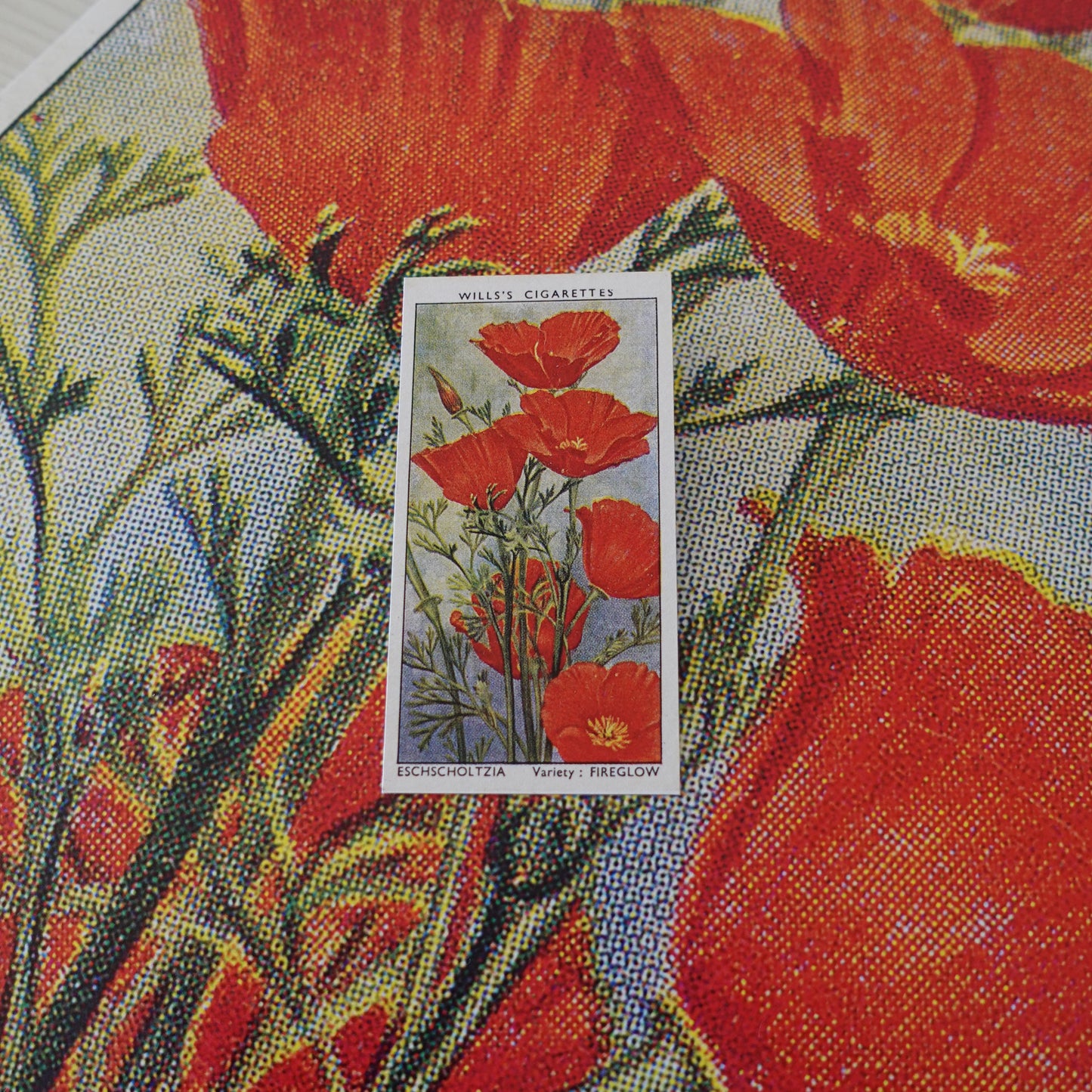 Vintage Eschscholtzia Flower Print | 1930's Cigarette Card
