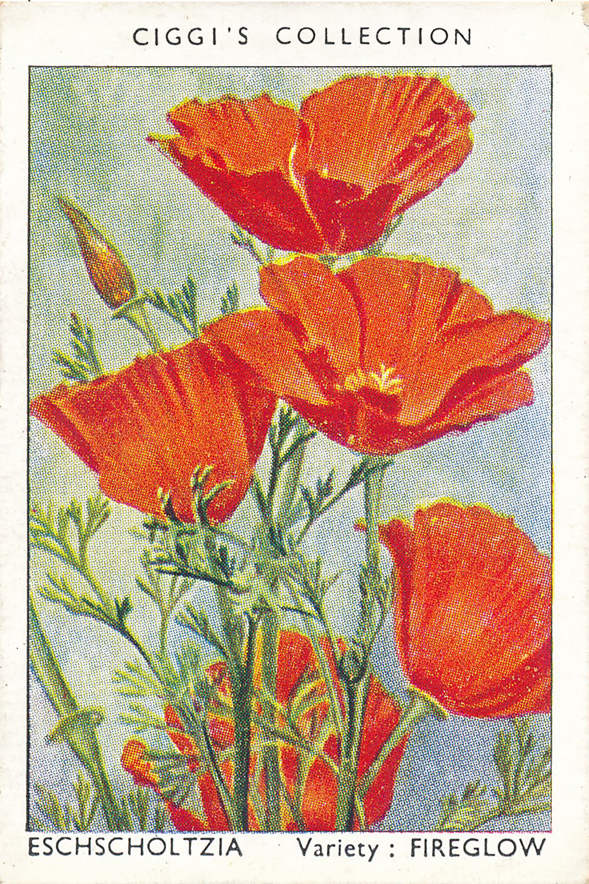 Garden Flowers Posters