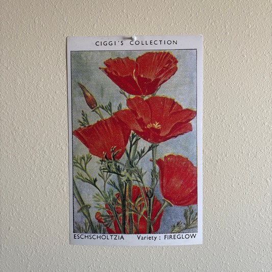 Vintage Eschscholtzia Flower Print | 1930's Cigarette Card