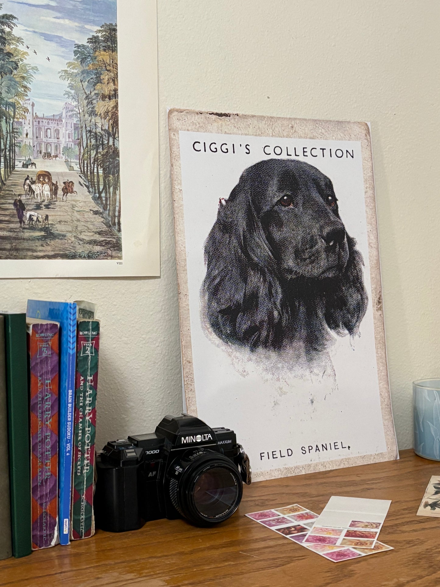 Vintage Field Spaniel Dog Print | 1930s Cigarette Card Art