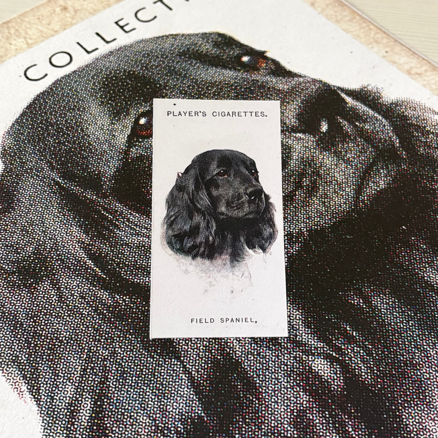 Vintage Field Spaniel Dog Print | 1930s Cigarette Card Art