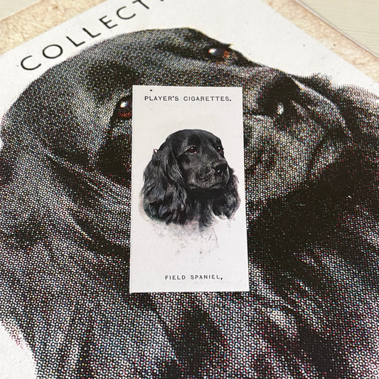 Vintage Field Spaniel Dog Print | 1930s Cigarette Card Art