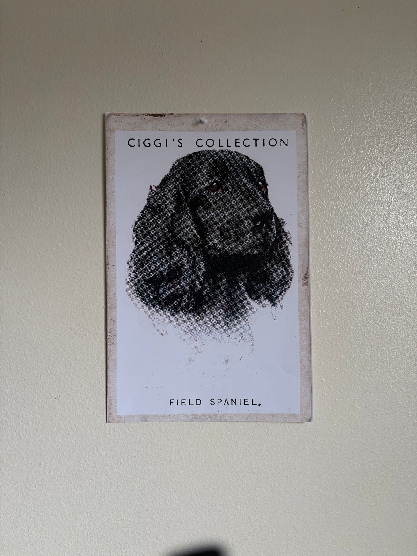 Vintage Field Spaniel Dog Print | 1930s Cigarette Card Art